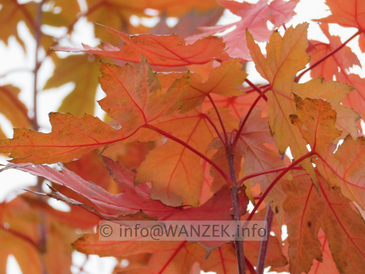 Acer rubrum Jeffersred Herbst 2015-10-29 001.JPG